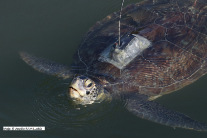 Tortue verte_balise