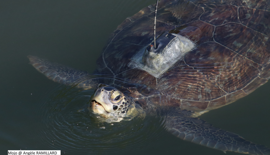 Tortue verte_balise