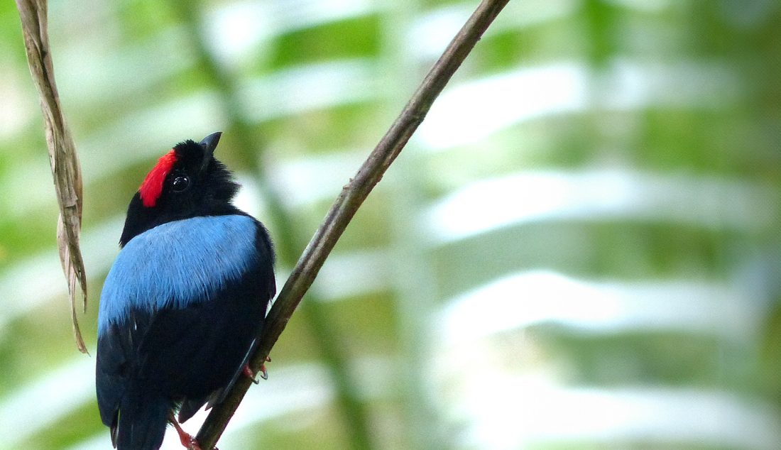 manakin-tijé_S